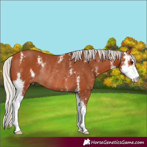 Horse Color:Silver Bay Sabino Rabicano