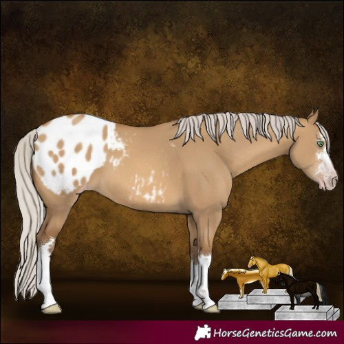 Horse Color:Gray Silver Amber Champagne Dun Varnish 