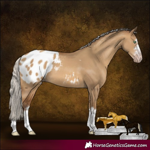 Horse Color:Gray Silver Amber Champagne Dun Varnish