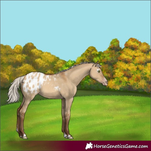Horse Color:Gray Silver Amber Champagne Dun Appaloosa