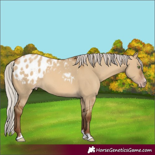 Horse Color:Gray Silver Amber Champagne Dun Varnish 