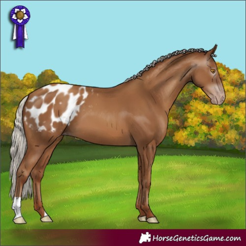 Horse Color:Gray Silver Classic Champagne Varnish 