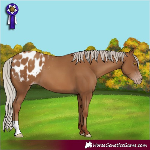Horse Color:Gray Silver Classic Champagne Varnish