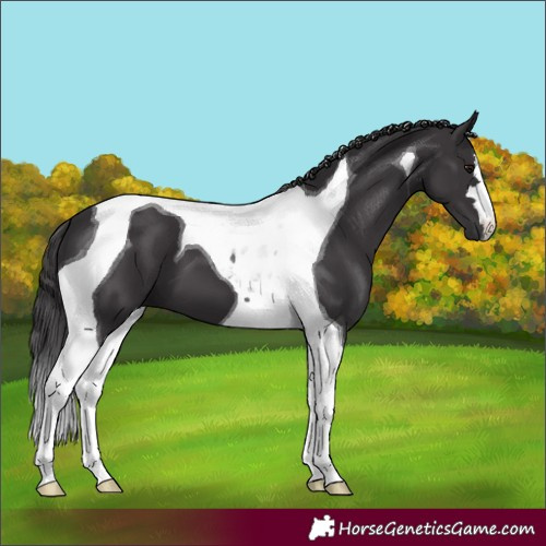 Horse Color:Smoky Black Tobiano 