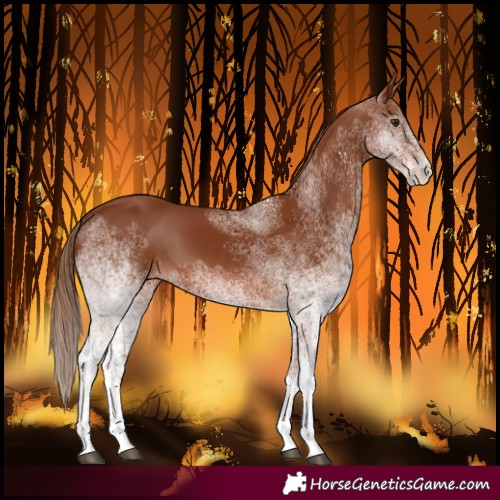 Horse Color:White Spotted Chestnut