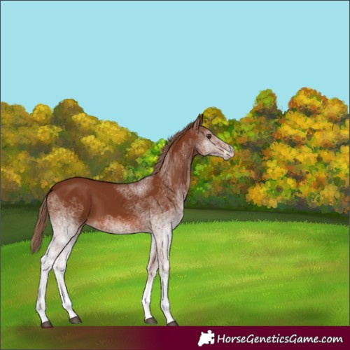 Horse Color:White Spotted Chestnut