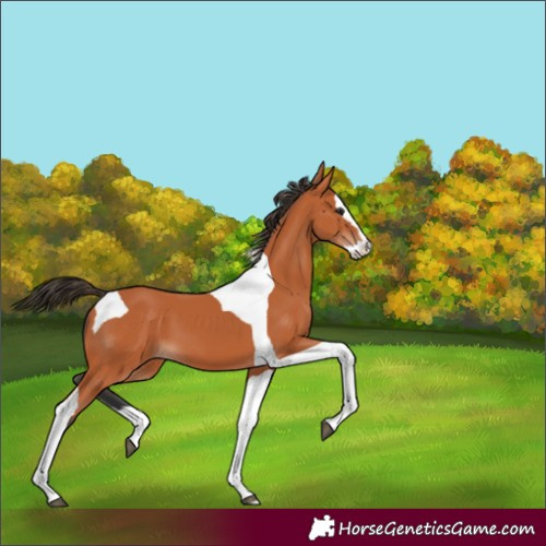 Horse Color:Bay Splash Tobiano