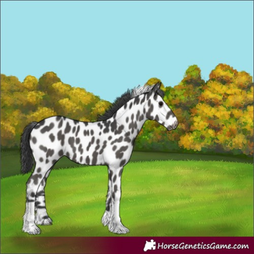 Horse Color:Black Tobiano Appaloosa 