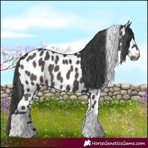 Horse Color:Black Tobiano Leopard 