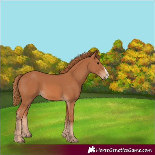 Horse Color:Chestnut Frame