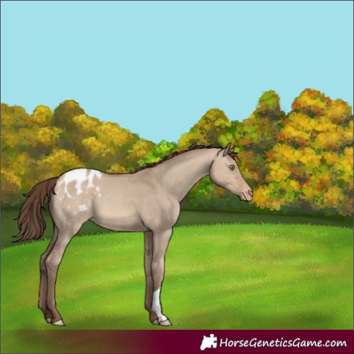 Horse Color:Sable Champagne Dun Appaloosa 