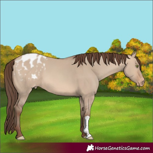 Horse Color:Sable Champagne Dun Varnish 