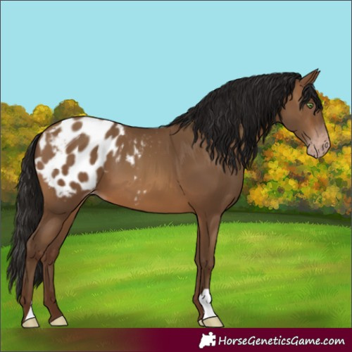 Horse Color:Gray Amber Champagne Varnish 