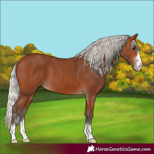 Horse Color:Silver Bay 