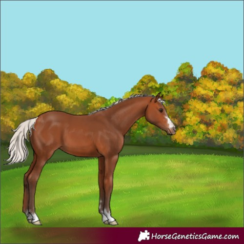 Horse Color:Silver Bay 