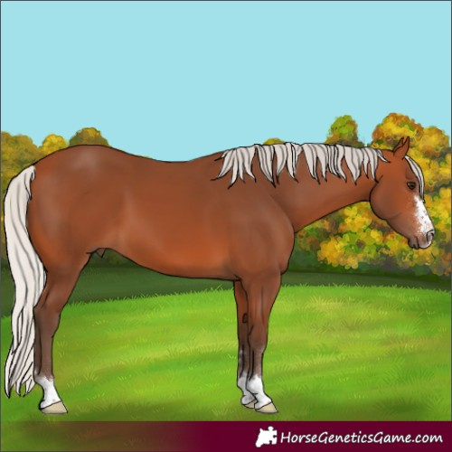 Horse Color:Silver Bay