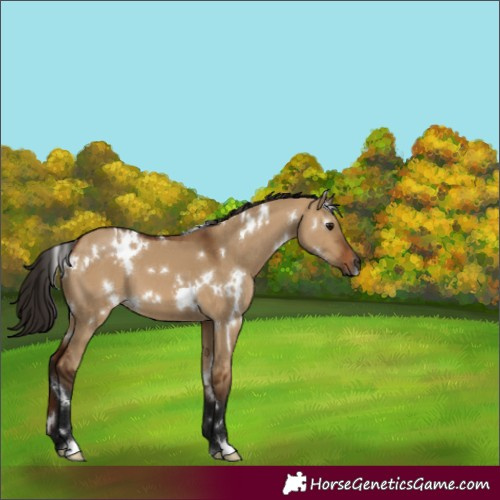 Horse Color:Gray White Spotted Bay Dun 