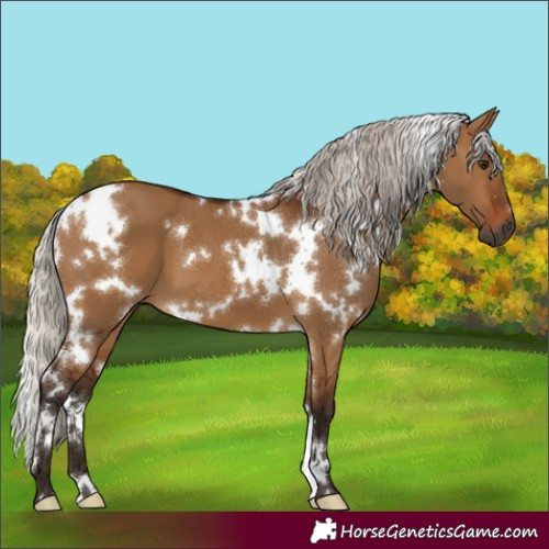 Horse Color:Gray White Spotted Silver Bay Dun 