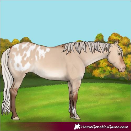 Horse Color:Silver Bay Dun Sabino Varnish