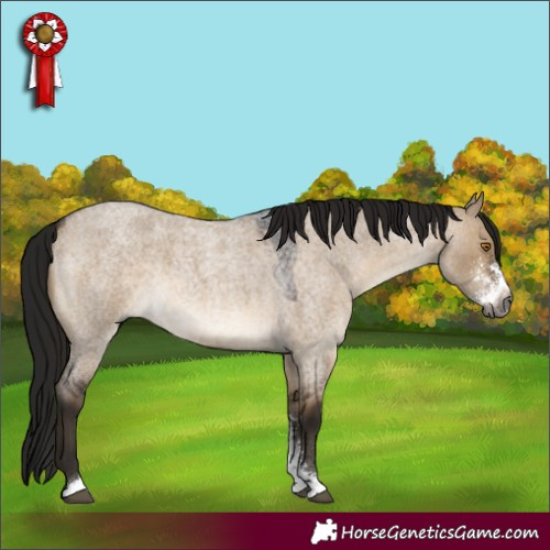 Horse Color:Gray Bay Roan Dun Sabino 
