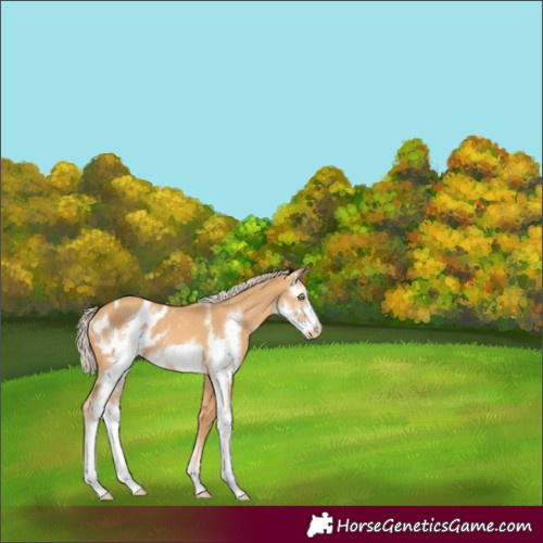 Horse Color:Gold Cream Champagne Sabino Frame Blanket Rabicano