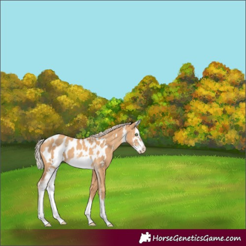 Horse Color:Gold Cream Champagne Sabino Splash Frame Blanket Rabicano 