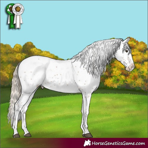 Horse Color:Chestnut Sabino 