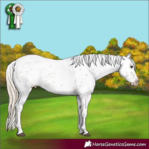 Horse Color:Chestnut Sabino 
