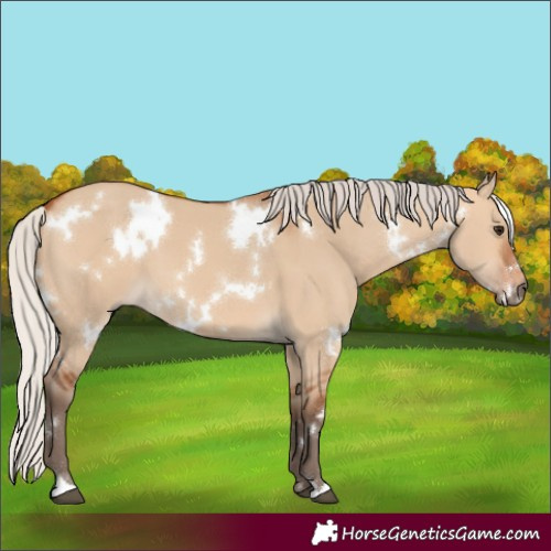 Horse Color:White Spotted Silver Bay Dun