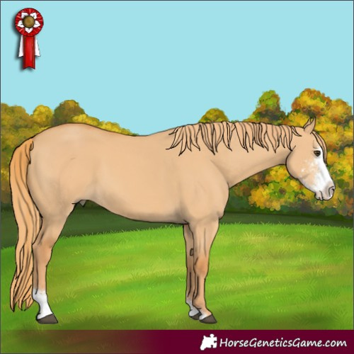 Horse Color:Red Dun Sabino