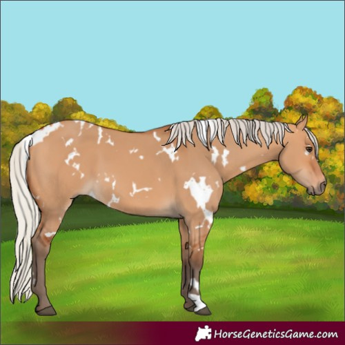 Horse Color:White Spotted Silver Bay Dun 