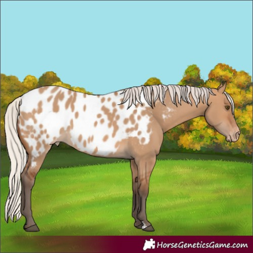 Horse Color:Silver Bay Dun Blanket