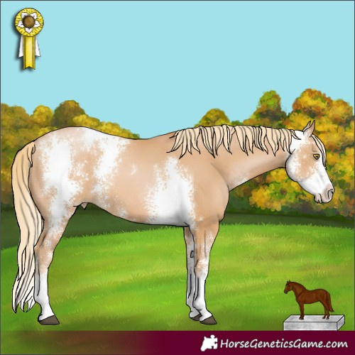 Horse Color:Chestnut Pearl Sabino 