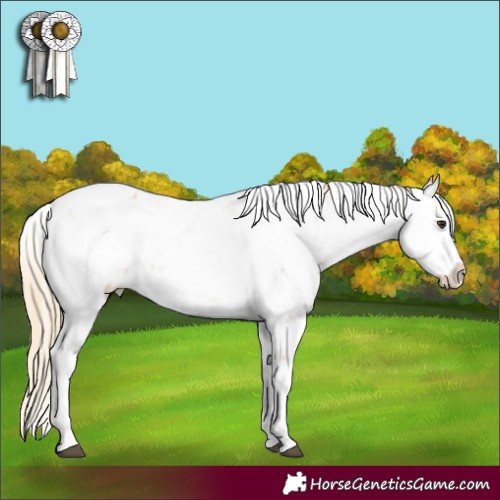 Horse Color:Chestnut Sabino 