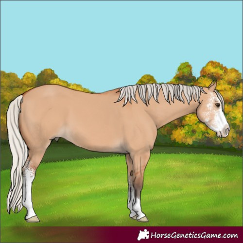 Horse Color:Silver Bay Dun Sabino
