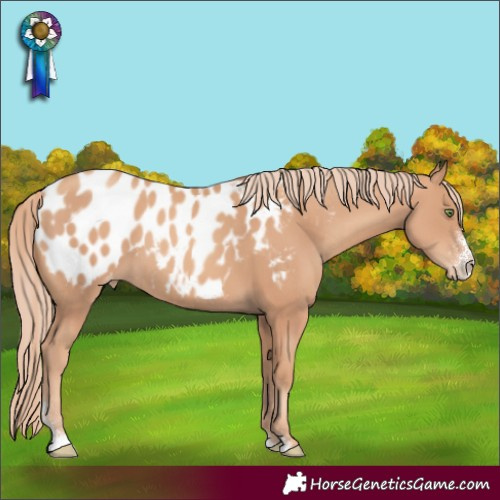 Horse Color:Gold Champagne Sabino Blanket 