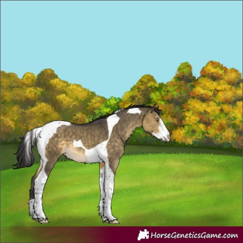 Horse Color:Buckskin Dun Mushroom Sabino Tobiano 
