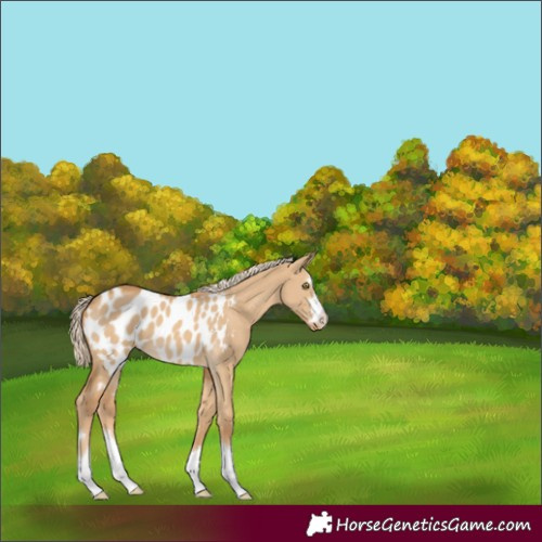 Horse Color:Palomino Dun Mushroom Blanket