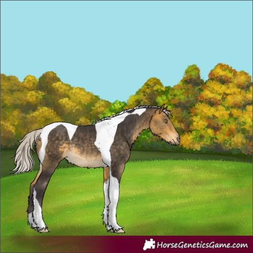 Horse Color:Silver Buckskin Mushroom Tobiano Rabicano 