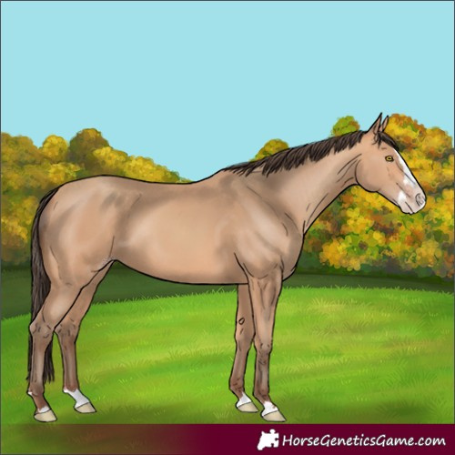 Horse Color:Unknown