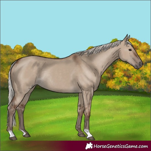 Horse Color:Unknown 