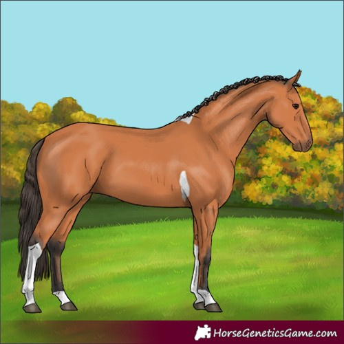Horse Color:Bay Tobiano 