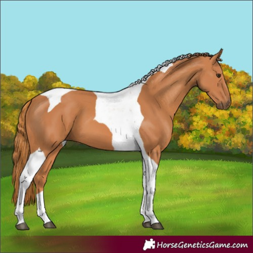 Horse Color:Chestnut Tobiano