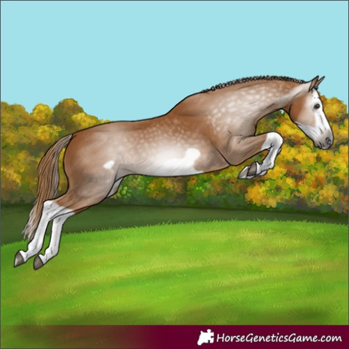Horse Color:Gray Chestnut Splash Frame