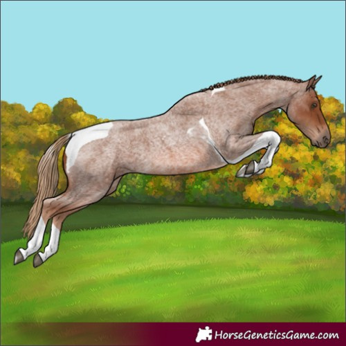 Horse Color:Red Roan Tobiano 