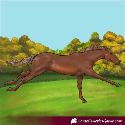 Horse Color:Chestnut 
