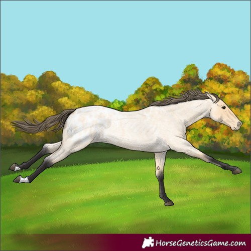 Horse Color:Buckskin Roan Appaloosa 