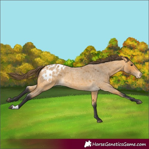 Horse Color:Buckskin Roan Blanket 