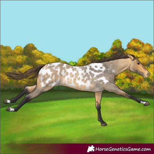 Horse Color:Buckskin Roan Near Leopard