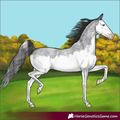 Horse Color:Blue Roan Splash
